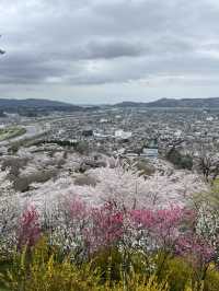 春櫻 仙台