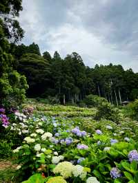 【千葉】1万株以上の紫陽花 メディアにもとりあげられる大人気紫陽花スポット！