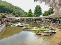 「紫藤物語〜大藤節」在足利花卉公園綻放