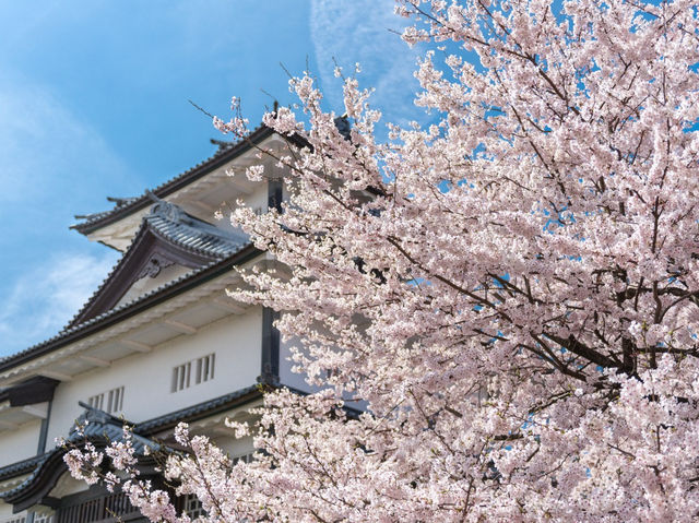 Kanazawa Castle Park in Bloom: A Regal Cherry Blossom Experience