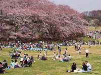 Negishi Forest Park in Cherry Blossom Season: A Hidden Gem in Yokohama