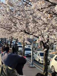 “White Whispers of Spring: Cherry Blossoms at Daejeon Station”