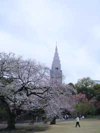 Shinjuku Gyoen National Garden - spring memory