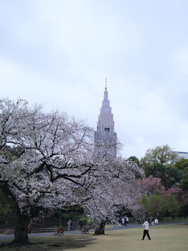 Shinjuku Gyoen National Garden - spring memory