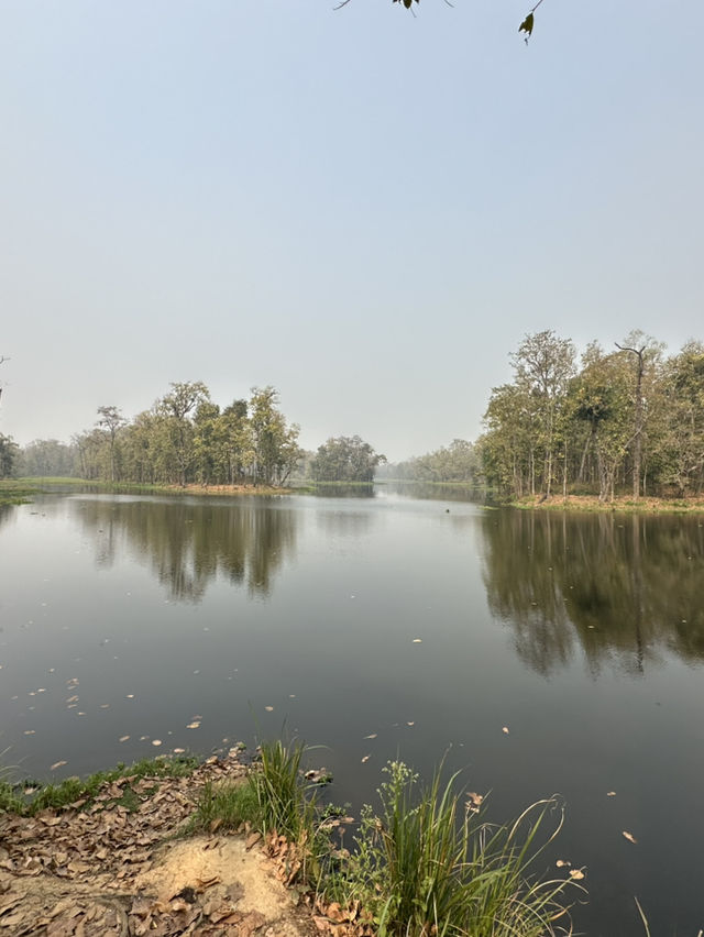 Drive to Twenty Thousand Lake (Bis Hazari Tal), Tikauli, Chitwan: A Wild Encounter