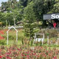Songkhla Flower Farm สวนดอกไม้แห่งแรกในสงขลา
