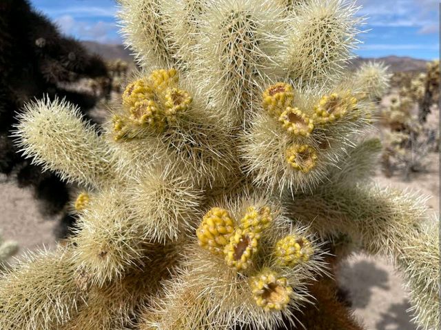 Cholla Cactus Garden – Joshua Tree NP, CA