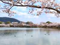 京都嵐山賞櫻順遊---大覺寺大澤池，日本最古老的池泉回遊式庭園