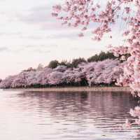 Petals and Power: Springtime Serenity in the US Capital