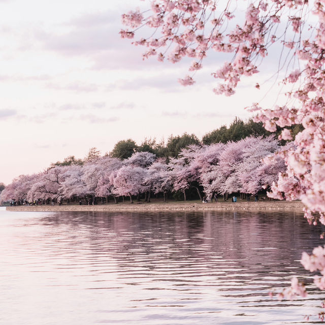 Petals and Power: Springtime Serenity in the US Capital