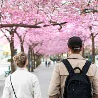 Stockholm in Bloom: Kungsträdgården’s Sakura Spectacle