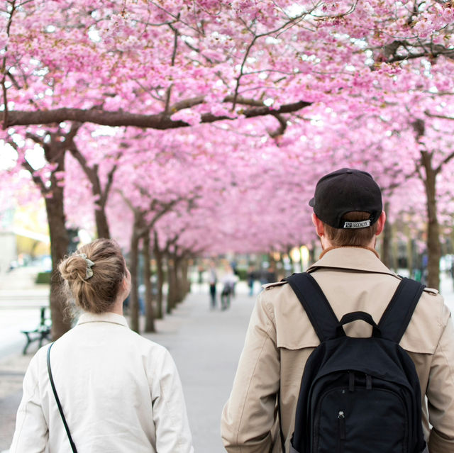 Stockholm in Bloom: Kungsträdgården’s Sakura Spectacle