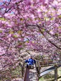 Matsuda Cherry Blossom: A Soft Symphony of Spring