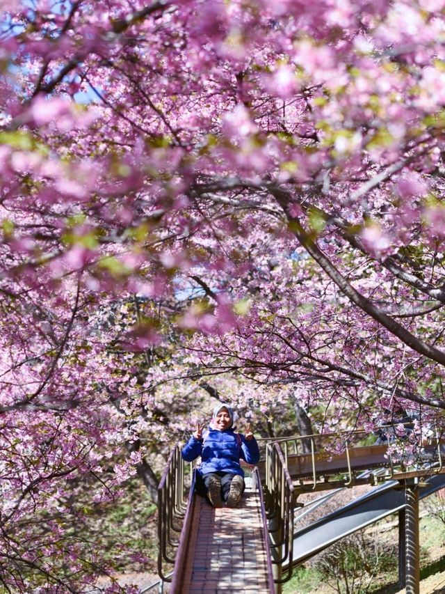 Matsuda Cherry Blossom: A Soft Symphony of Spring