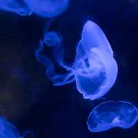 ศูนย์การเรียนรู้ทางทะเล Marine Biological Center