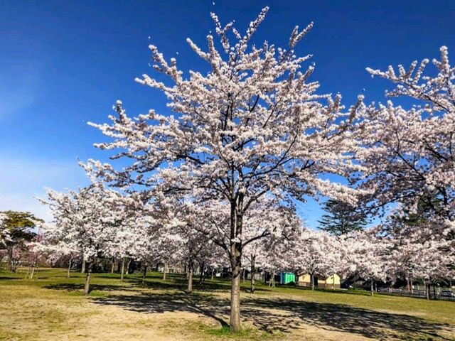 仙台最便捷的市區賞櫻景點---西公園