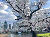 東京最熱鬧的櫻花祭典：上野公園春日漫遊🌸
