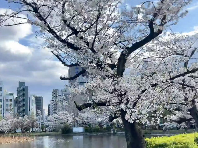 東京最熱鬧的櫻花祭典：上野公園春日漫遊🌸