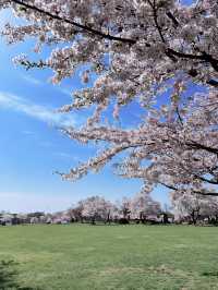 2025五月北海道獨遊追櫻之旅🌸 - 第二彈
