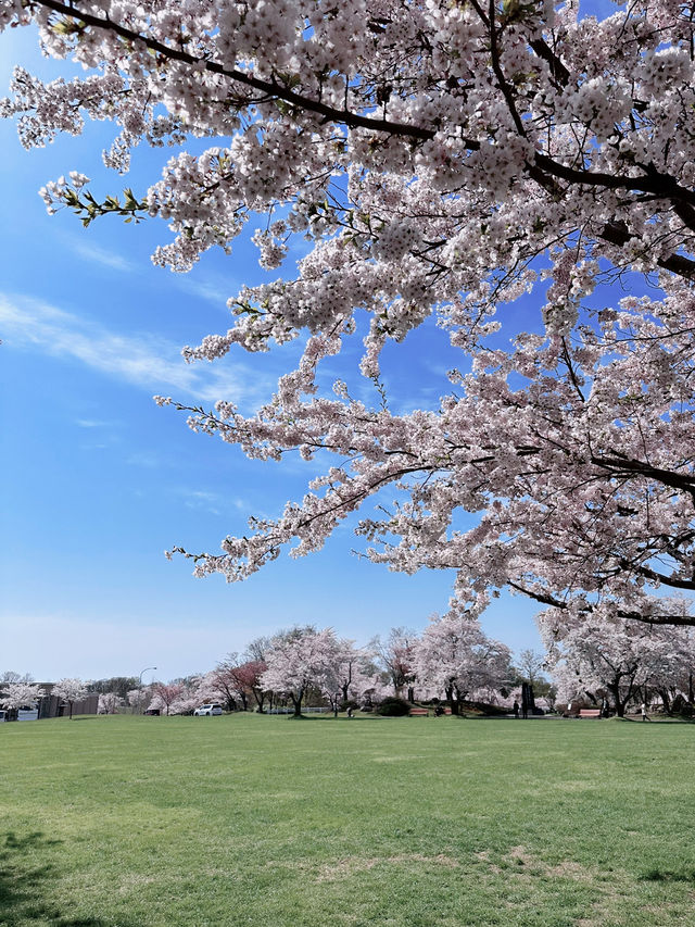 2025五月北海道獨遊追櫻之旅🌸 - 第二彈