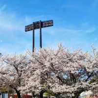 A Peaceful Cherry Blossom Escape