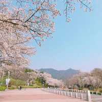 Daegu: Korea’s Secret Spring Sanctuary