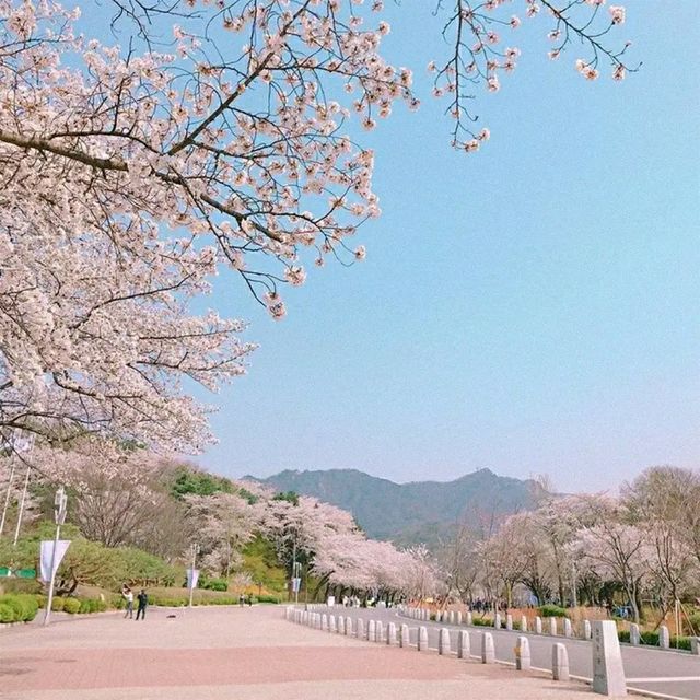 Daegu: Korea’s Secret Spring Sanctuary