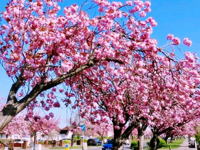 Southport sakura