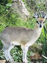 ไปแอฟริกาไล่ถ่ายสัตว์ป่า‖ เคนยาหรือแทนซาเนียดี? 