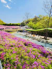 Spring Trip to Buramsan Azalea Hill in Seoul