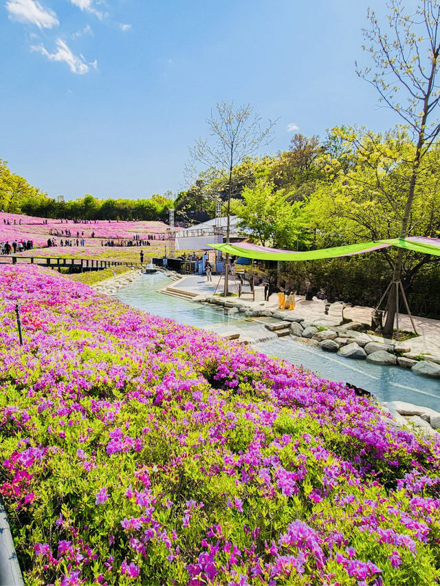 Spring Trip to Buramsan Azalea Hill in Seoul