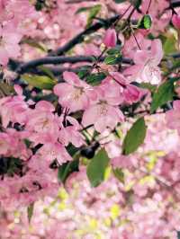 🎨 Dalian Labor Park – Spring Blossoms Like a Monet Painting