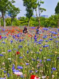 🌸 Jinxiu Cultural Park | A Hidden Gem for Flower Lovers 🌸