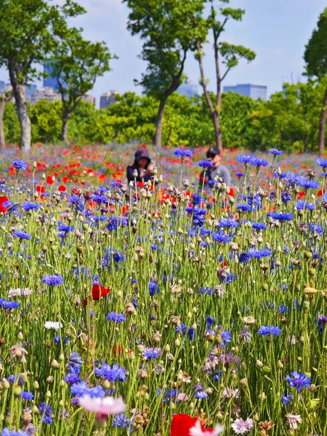 🌸 Jinxiu Cultural Park | A Hidden Gem for Flower Lovers 🌸