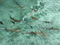 Centara Ras Fushi Resort & Spa
