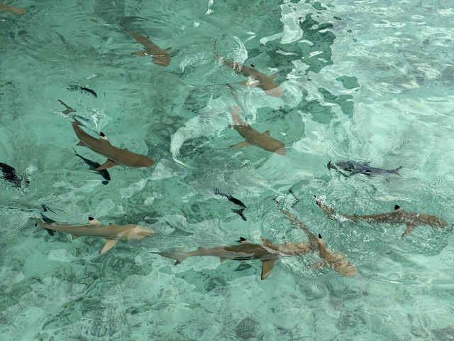 Centara Ras Fushi Resort & Spa