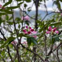 A Blooming Dream: Potatso National Park in Full Flower