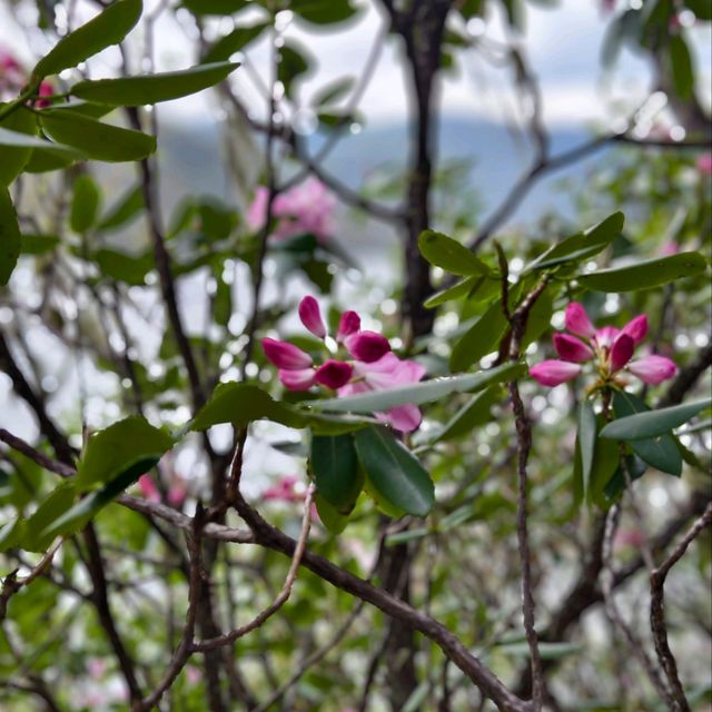 A Blooming Dream: Potatso National Park in Full Flower