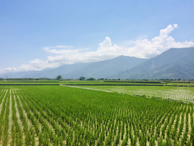 🌿台東伯朗大道｜沉浸在一望無際的翠綠稻田中