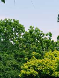 台北｜大安森林公園繡球花季｜都市中的浪漫花海