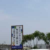 無料で楽しめるバラ園やアスレチック！