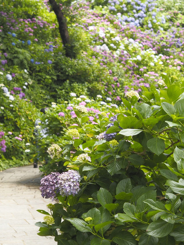 迫力満点　下田公園の紫陽花