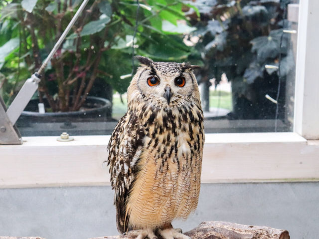 【島根県】 湖畔に広がる花と鳥のテーマパーク『松江フォーゲルパーク』🦉