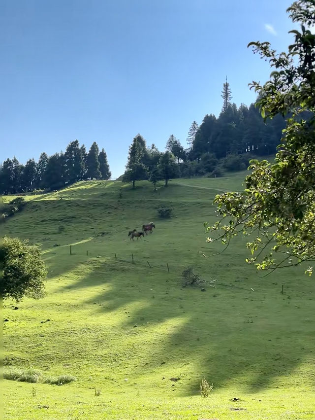 端午小旅行⛱️重慶仙女山🗻