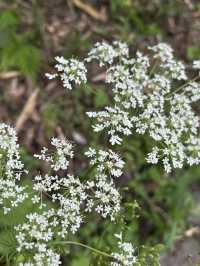 【大分県・日田】して行ける秘境の滝・第一位　桜滝