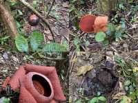 A Hidden Encounter Deep in Cameron Highlands — Chasing the Elusive Rafflesia 🌺