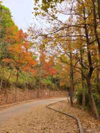 Getting Lost in the Magic of Sweet Gum Woods