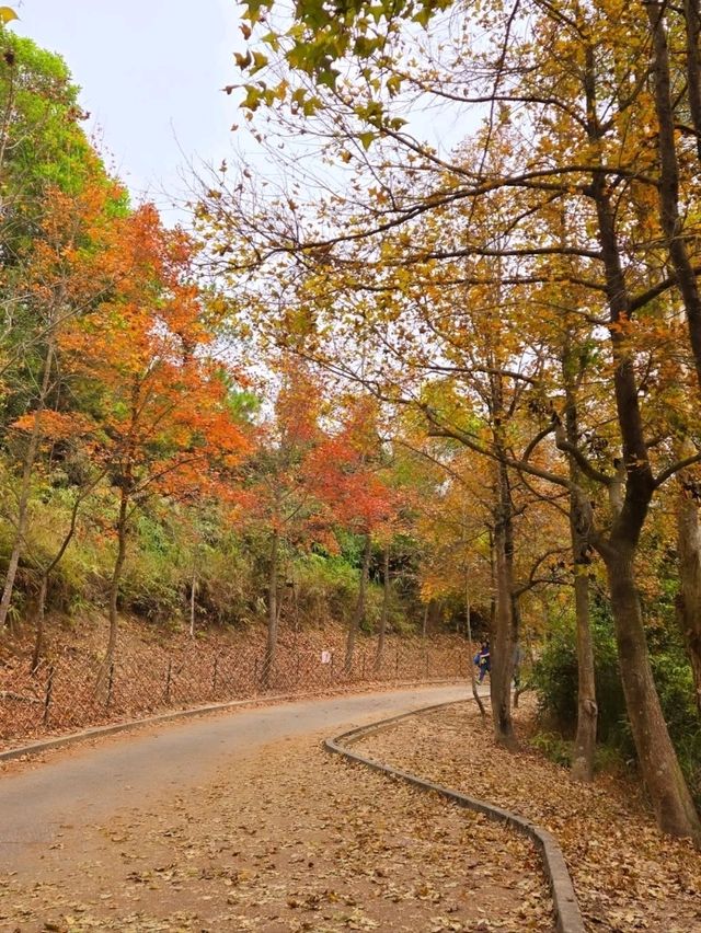 Getting Lost in the Magic of Sweet Gum Woods Getting Lost in the Magic of Sweet Gum Woods