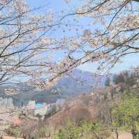 태백봄🩷 황부자며느리공원산책