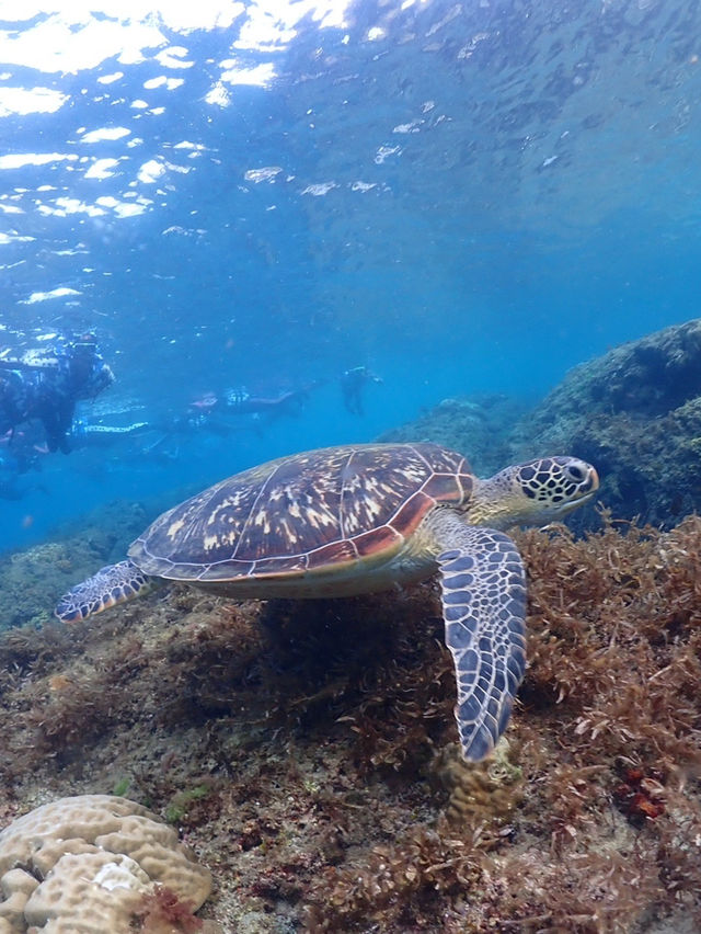 精選小琉球必去景點超強攻略！超多巨大海龜共游好療癒🐢